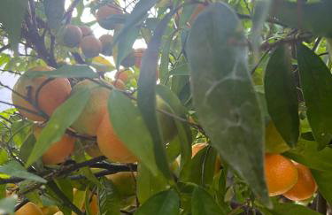 Sea & Sun Retreat - Photo 64