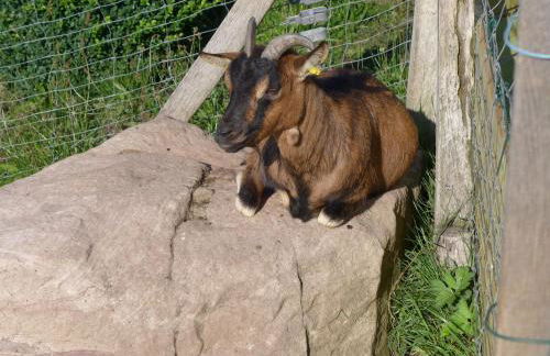 Kienbronnerhof - Foto 5