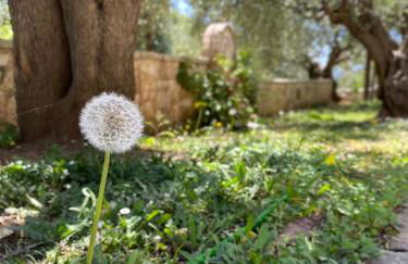 Oliveto e mare - Foto 17