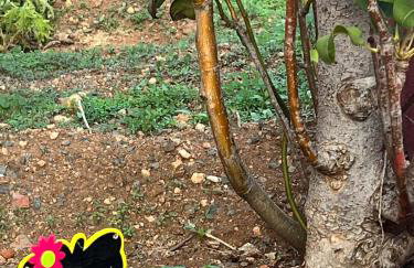 CASA GRANDE FINCA EL CALABRES - Foto 47