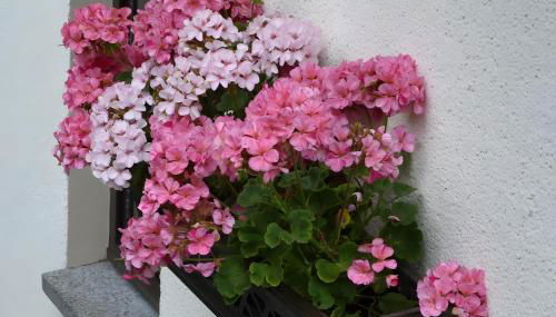 Gemütliche Ferienwohnung in Holzhau - Foto 5