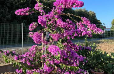 Agriturismo Il Giardino Degli Olivi Appartamenti - Foto 18