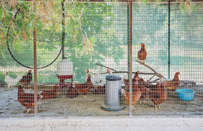 Torre Casciani - Foto 40