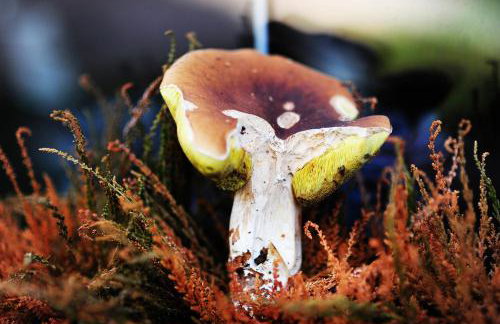 Domki pod jabłonką - Foto 27