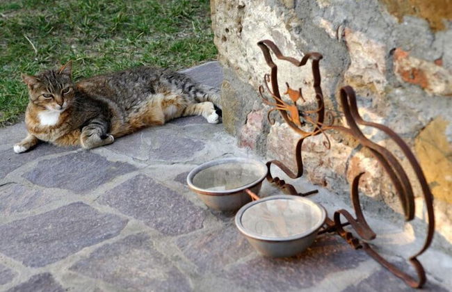 Agriturismo Podere Picciolo - Foto 30