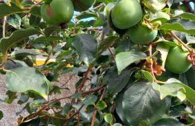 Villa Strelitzia - Foto 36