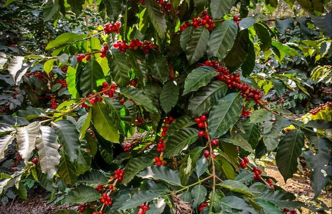 Tour del café por la finca la Zotea - Foto 3