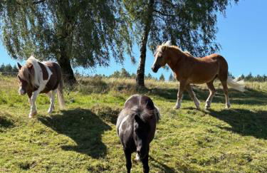Landhaus Sommerberg - Foto 28