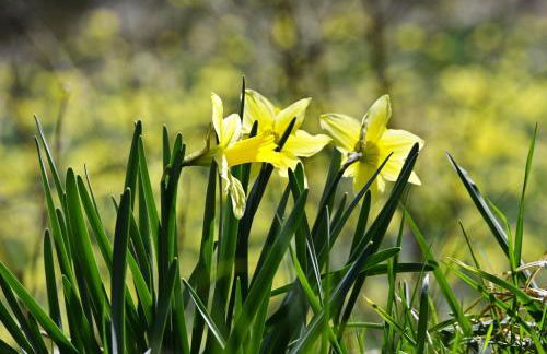 Ferienwohnung Eifel-Life - Photo 23