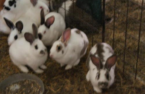 Agriturismo Natura e Gusto fattoria didattica - Foto 19