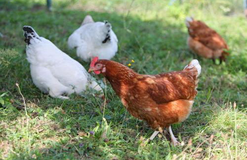 Lapperhof - Photo 17