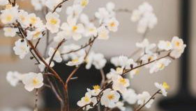 Zen gardens - Foto 5