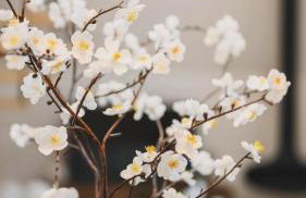 Zen gardens - Foto 5