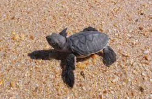 Retreat at Hammock Dunes Beach, Palm Coast - Foto 55