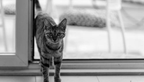 Studios Slaven - Foto 2