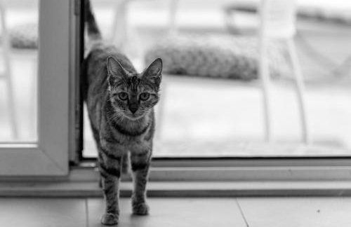 Studios Slaven - Foto 2