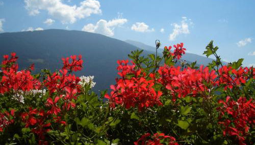 Apartments Tauberhof - Foto 4