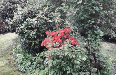 Gîte de France Les hortensias 3 épis - Gîte de France 2 personnes MAE-9614 - Foto 10