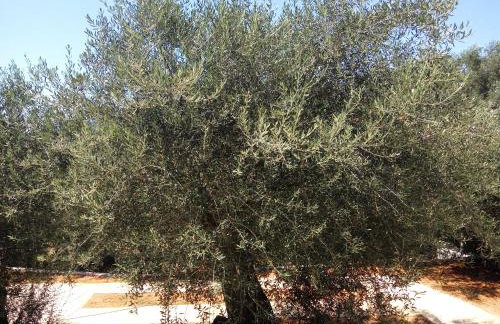 Helios & Elia family apartment - Foto 23