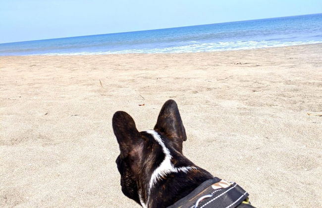 HOP Aruba Exclusiva Oasis y Playa en Chincha - Foto 33