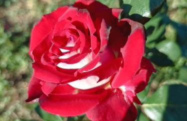 Casa Virginia - Foto 32