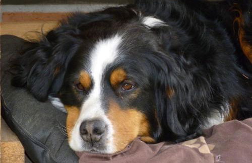 Ferienwohnung Kluge - Foto 24