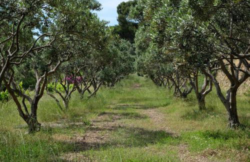 Mas Sainte Marie - Foto 21