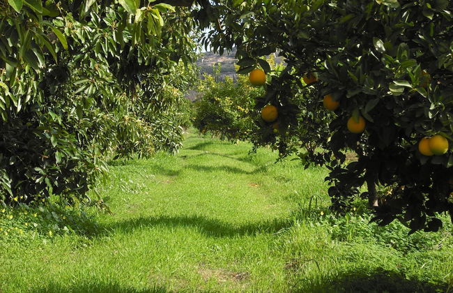 Fenareti Village House - Foto 25