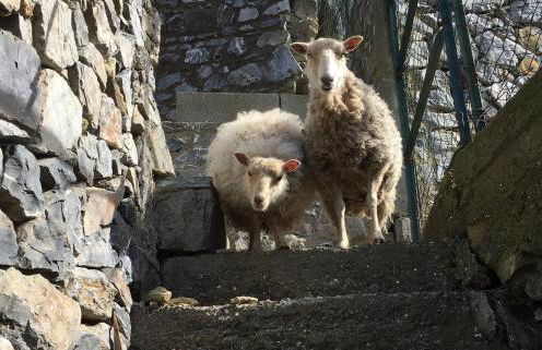 Agriturismo LaValleggia - Foto 121