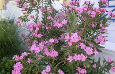 Aegean View Hotel - Foto 60