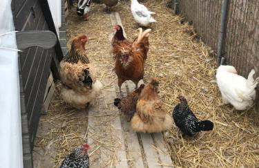 Agriturismo Tiare dal Gorc - Photo 40