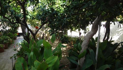 Cozy Citrus Garden House by the Seaside. - Foto 5