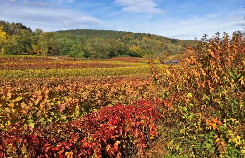 Apartment Am Weinberg by Interhome - Foto 40