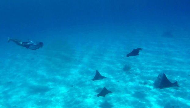 Discovering the marine fauna of Bora Bora