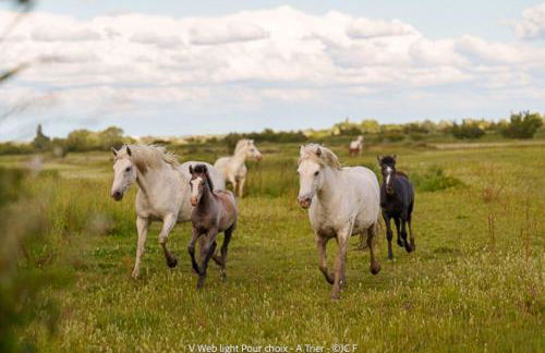 manade Blanc - Gite la Fenière - Foto 21