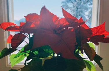 Private Villa with Pool and Jacuzzi Dreamy Hill - Foto 39