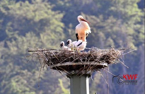 Ferienwohnung Storchennest - Foto 32