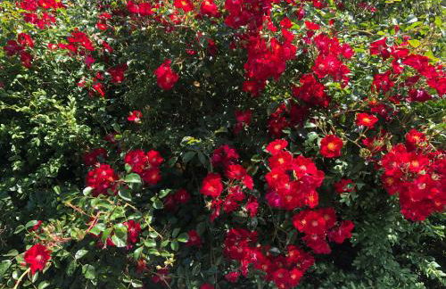 Ferienhaus Eisenach - Foto 33