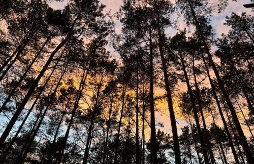 Las Biala's - Domki z sauną i jacuzzi w Puszczy Noteckiej - Tylko dla dorosłych - Foto 44