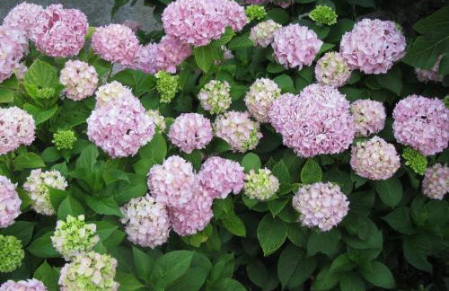 Apartments Vodarić Loznati - Foto 24