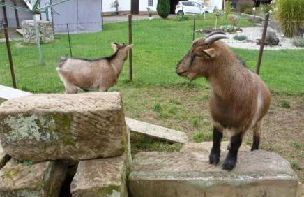 Ferienwohnung Irene - Foto 18