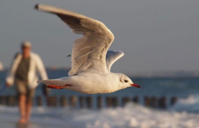 Luxurious Stately Villa With 3 Bathrooms, 1km From the Beach - Foto 9