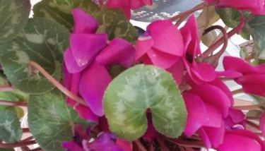 Via della musica - Foto 3