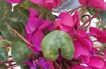 Via della musica - Foto 3