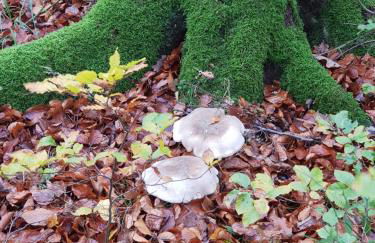 Apartment Am Sternberg 236 - Foto 64