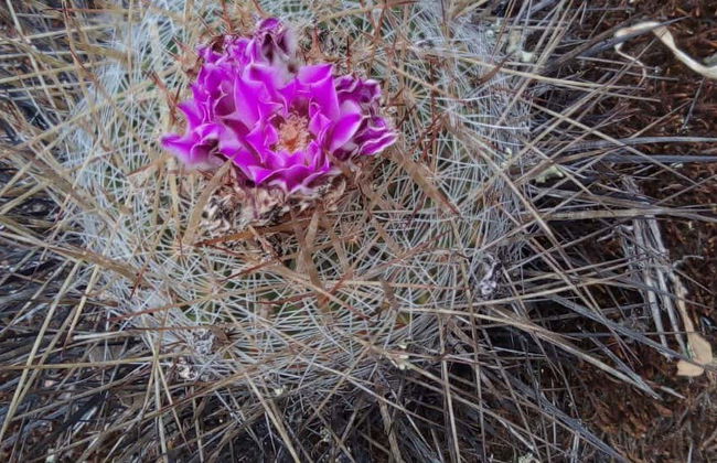 Sierra de Lobos Hiking Tour - Photo 1