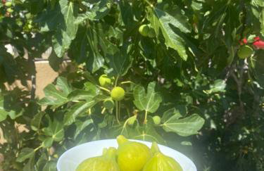 Apartmani Portina - Foto 55