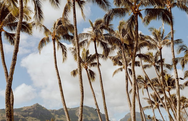 Banyan Harbor Resort - Foto 141