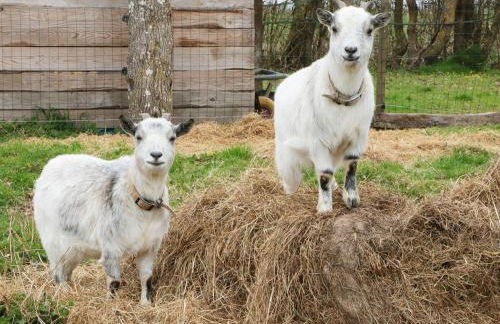 Maison restaurée dans élevage de chevaux, WIFI, Animaux admis - FR-1-497-239 - Foto 19