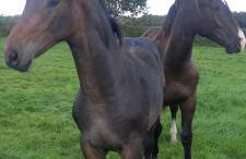 CuckOO Nest Entire house - Foto 10